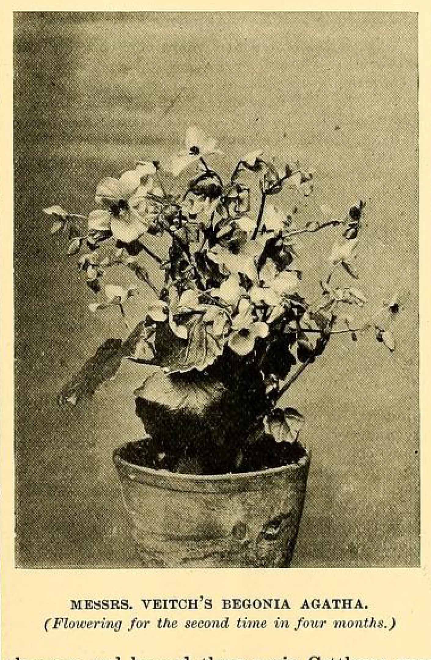 B. ‘Agatha’